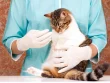Выбрать Как лечить гастрит у кошки? Как лечить гастрит у кошки